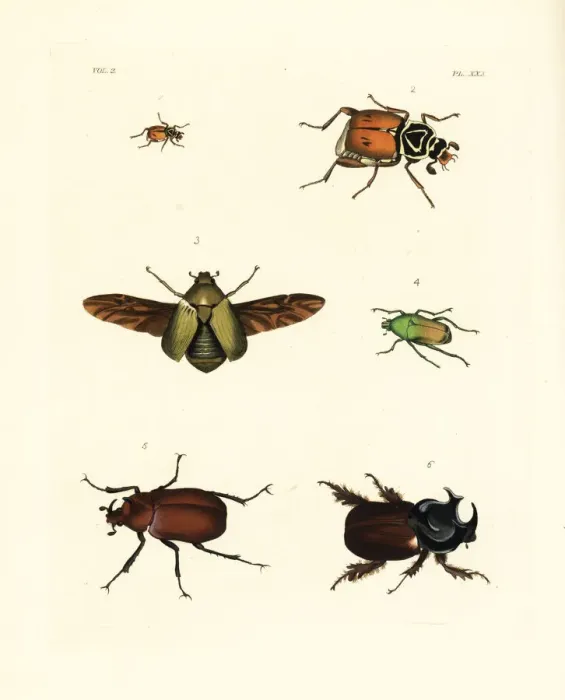 Framed Print : Exotic beetles Framed Print : Exotic beetles