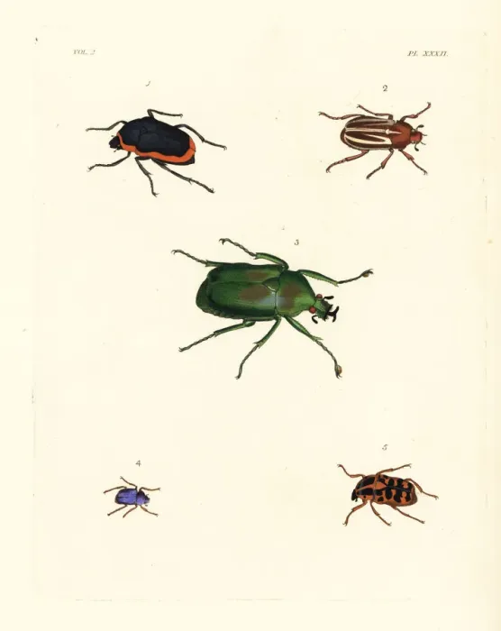 Framed Print : Exotic beetles Framed Print : Exotic beetles