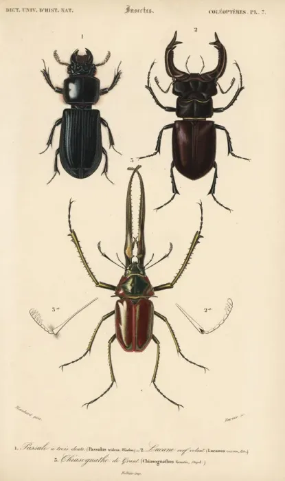 Framed Print : Exotic beetles Framed Print : Exotic beetles