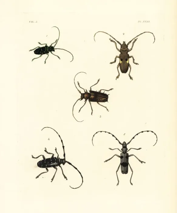 Framed Print : Exotic beetles including vulnerable rosalia alpina Framed Print : Exotic beetles including vulnerable rosalia alpina
