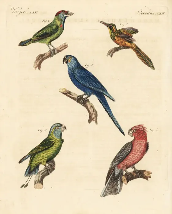 Framed Print : Exotic birds Framed Print : Exotic birds