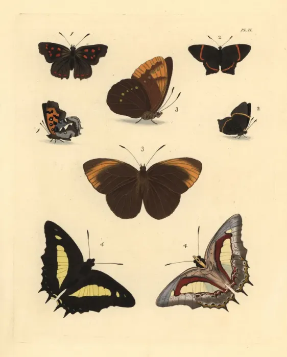 Framed Print : Exotic butterflies Framed Print : Exotic butterflies