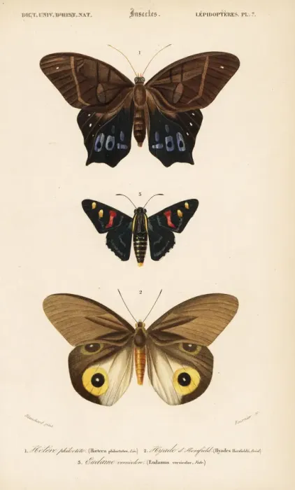 Framed Print : Exotic butterflies Framed Print : Exotic butterflies