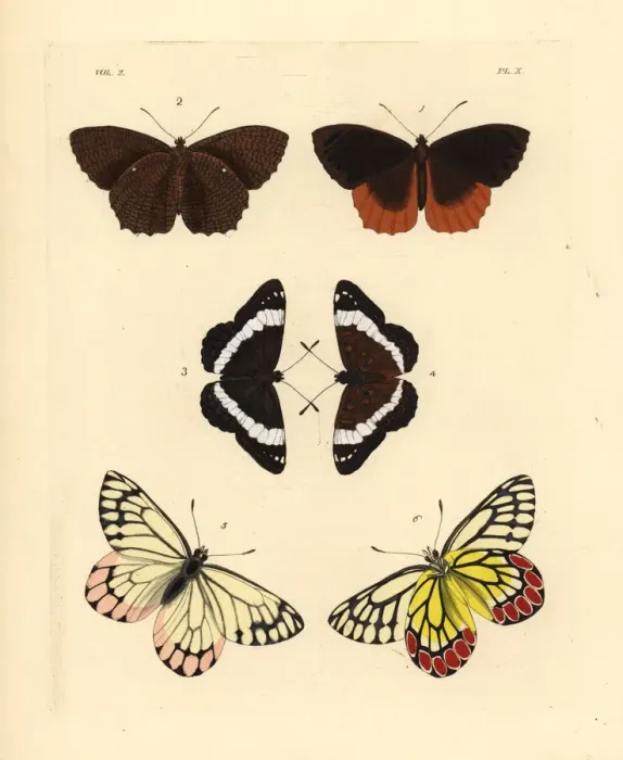 Framed Print : Exotic butterflies including the common jezebel Framed Print : Exotic butterflies including the common jezebel