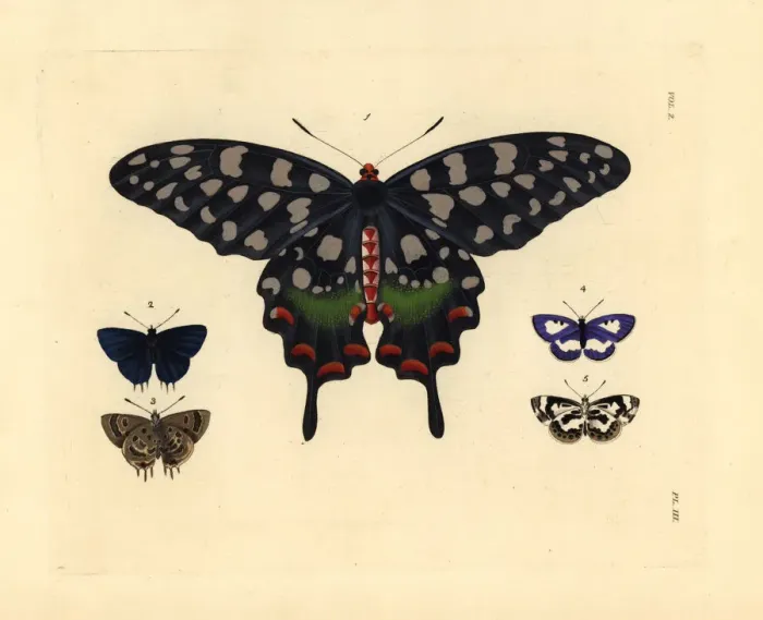 Framed Print : Exotic butterflies including the Madagascar Framed Print : Exotic butterflies including the Madagascar