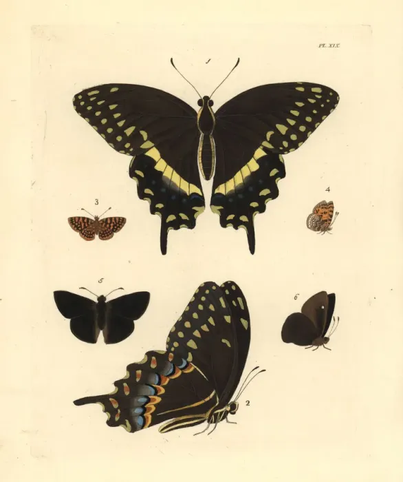 Framed Print : Exotic butterflies including the palamedes swallowtail Framed Print : Exotic butterflies including the palamedes swallowtail