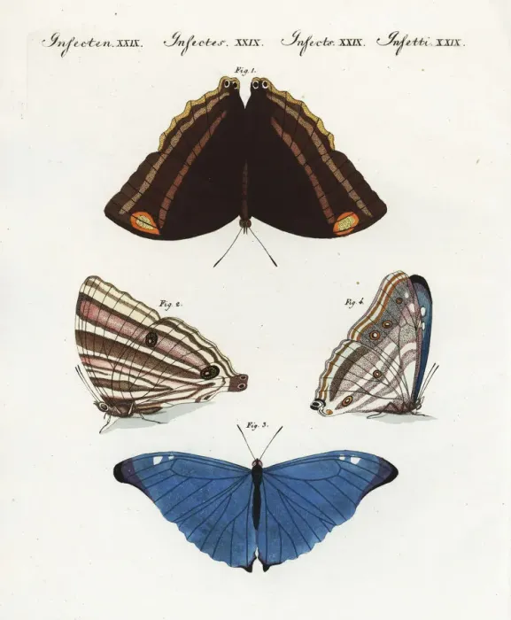 Framed Print : Exotic butterflies of Surinam Framed Print : Exotic butterflies of Surinam