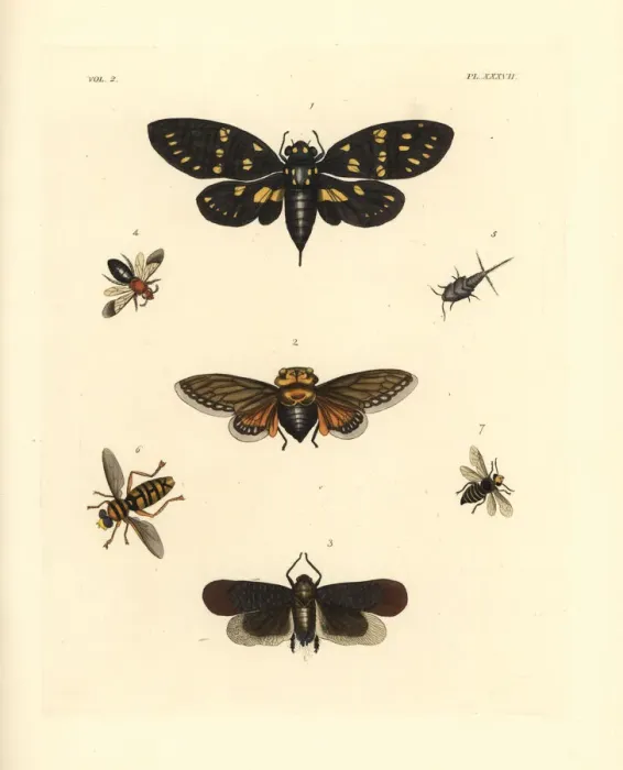 Framed Print : Exotic cicadas and wasps Framed Print : Exotic cicadas and wasps