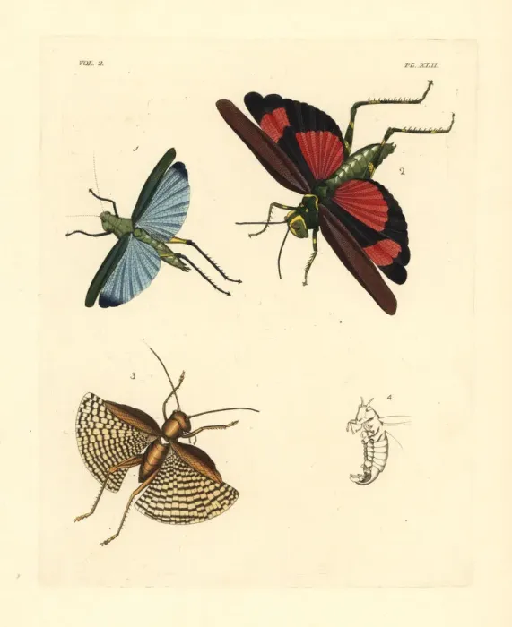 Framed Print : Exotic crickets and grasshoppers Framed Print : Exotic crickets and grasshoppers