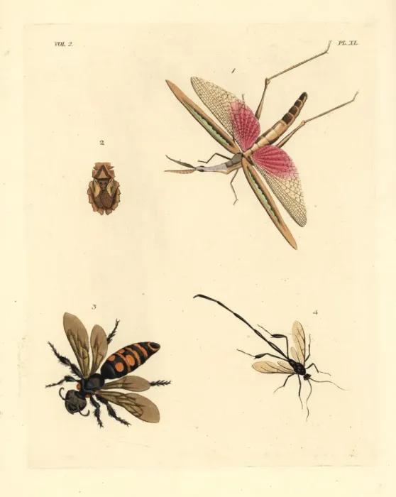 Framed Print : Exotic crickets and wasps