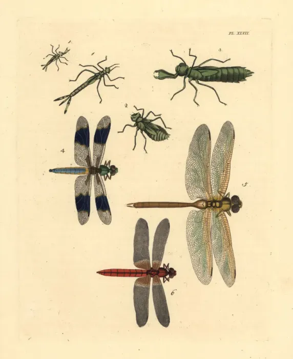 Framed Print : Exotic dragonflies, darners and skimmers Framed Print : Exotic dragonflies, darners and skimmers