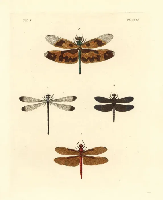 Framed Print : Exotic dragonflies and skimmers Framed Print : Exotic dragonflies and skimmers
