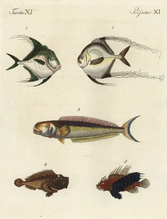 Framed Print : Exotic fish Framed Print : Exotic fish