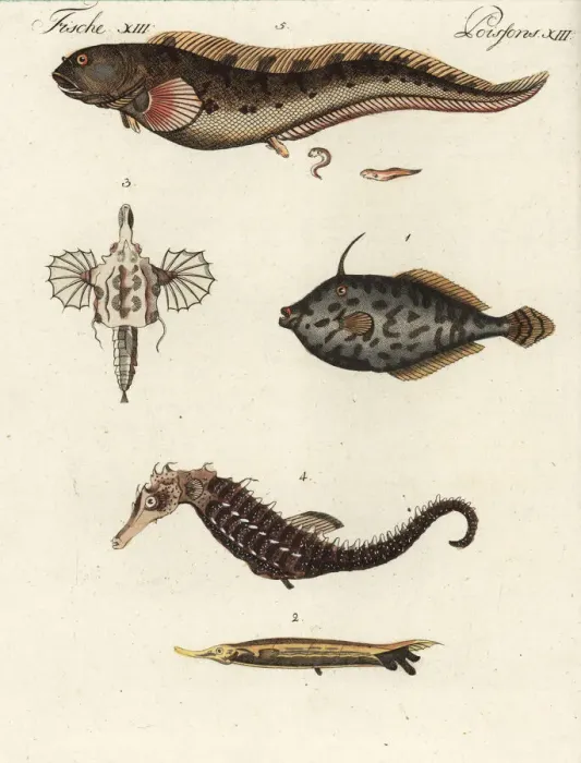 Framed Print : Exotic fish Framed Print : Exotic fish