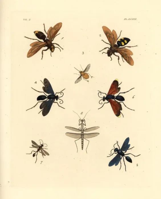 Framed Print : Exotic hornets, wasps and bees Framed Print : Exotic hornets, wasps and bees