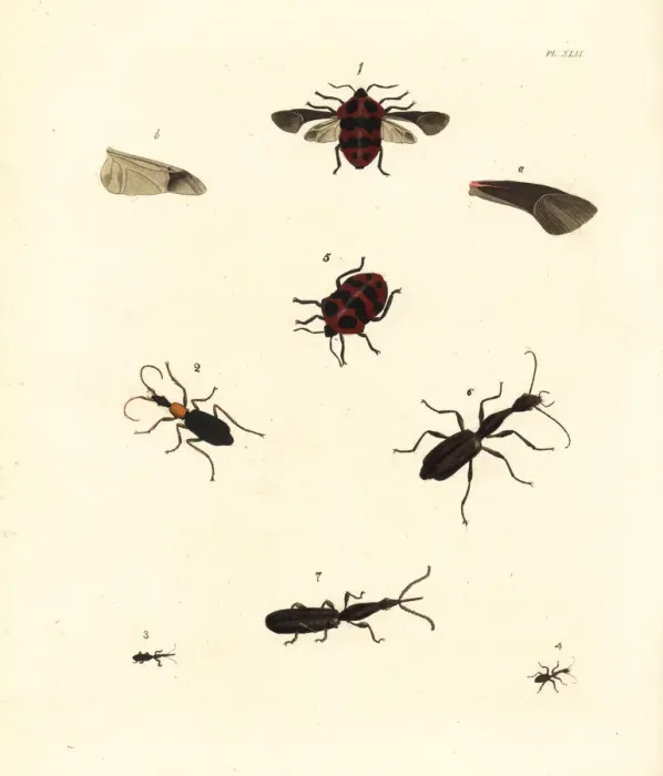 Framed Print : Exotic insects Framed Print : Exotic insects