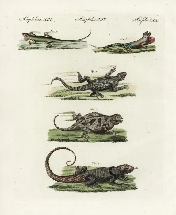Framed Print : Exotic lizards and anoles Framed Print : Exotic lizards and anoles