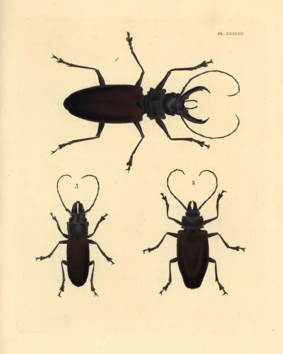 Framed Print : Exotic longhorn beetles Framed Print : Exotic longhorn beetles