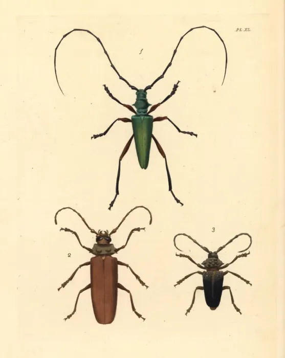 Framed Print : Exotic longhorn beetles Framed Print : Exotic longhorn beetles