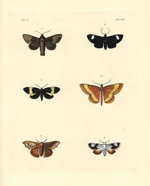 Exotic moths. Dotted rustic, Rhyacia simulans 1