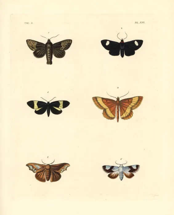 Framed Print : Exotic moths Framed Print : Exotic moths