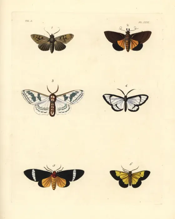 Framed Print : Exotic moths Framed Print : Exotic moths