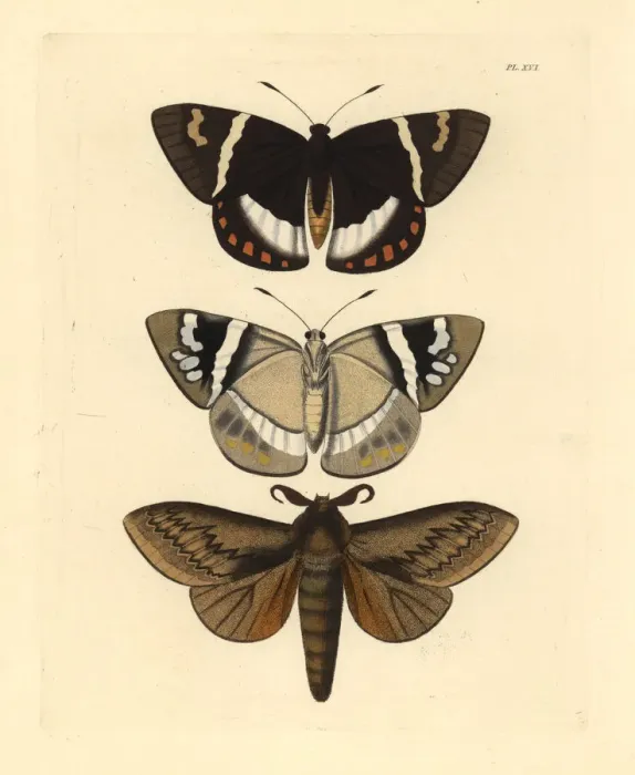 Framed Print : Exotic moths Framed Print : Exotic moths