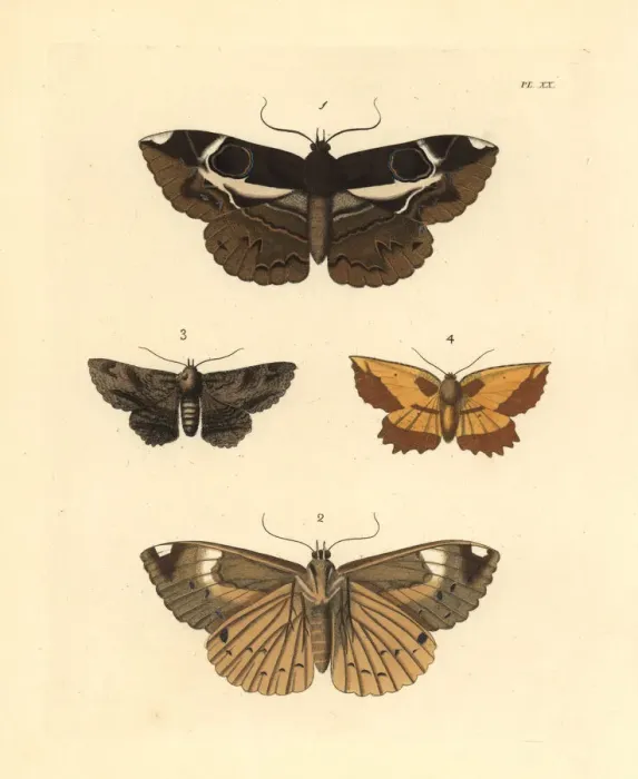 Framed Print : Exotic moths Framed Print : Exotic moths