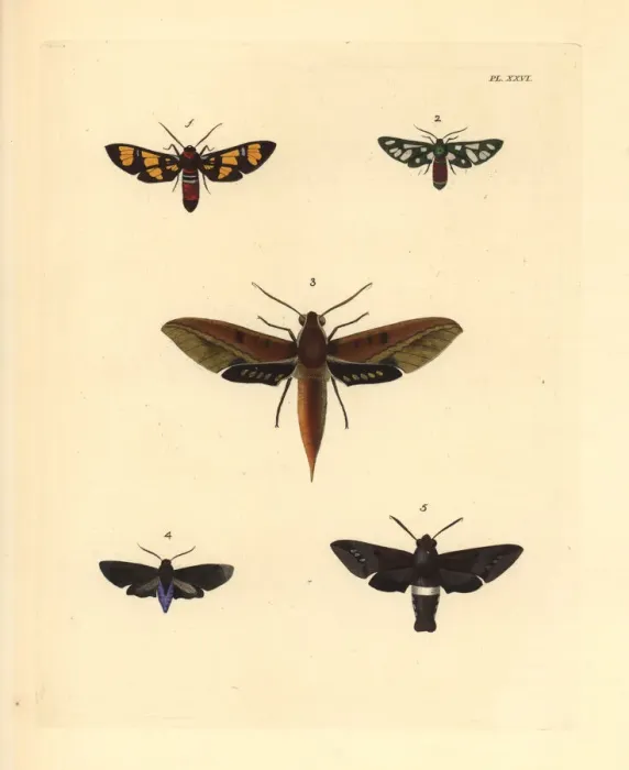 Framed Print : Exotic moths Framed Print : Exotic moths