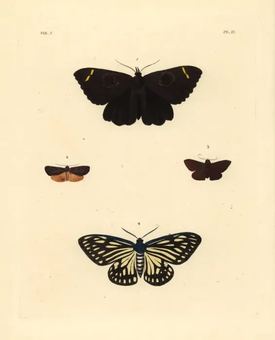 Framed Print : Exotic moths Framed Print : Exotic moths