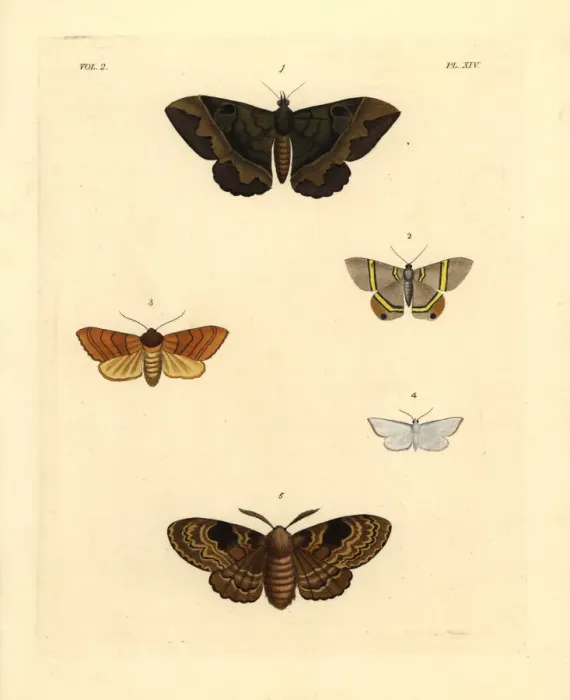Framed Print : Exotic moths Framed Print : Exotic moths