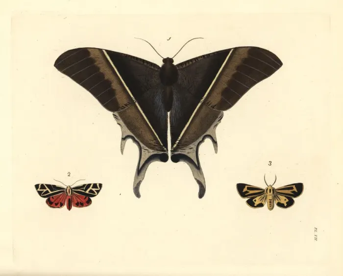 Framed Print : Exotic moths Framed Print : Exotic moths