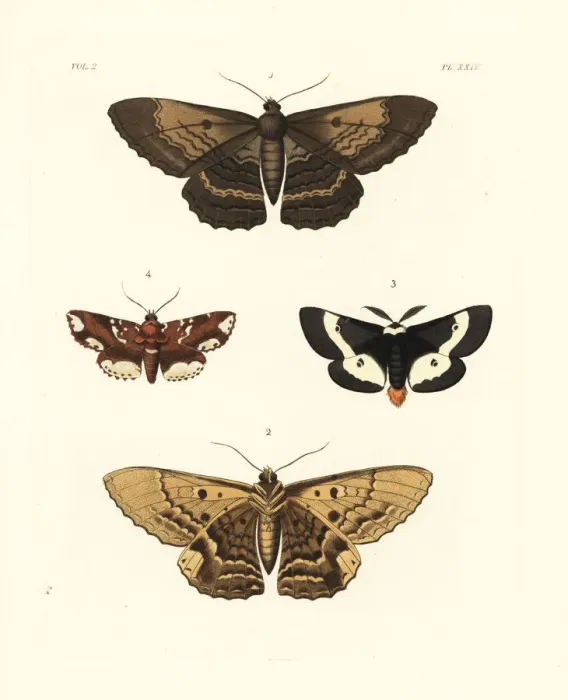 Framed Print : Exotic moths Framed Print : Exotic moths