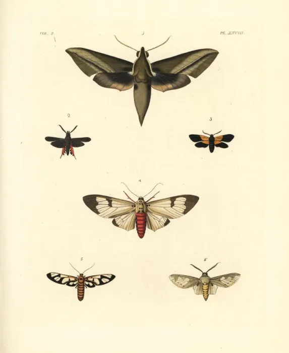 Framed Print : Exotic moths Framed Print : Exotic moths
