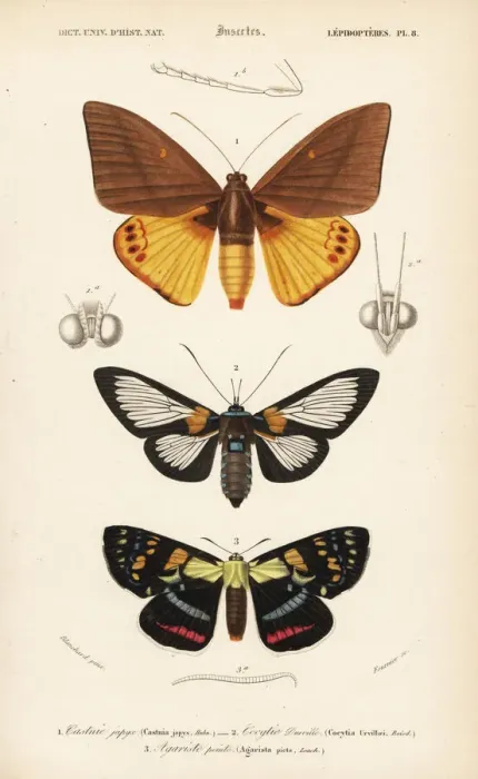 Framed Print : Exotic moths Framed Print : Exotic moths