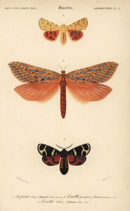 Framed Print : Exotic moths Framed Print : Exotic moths