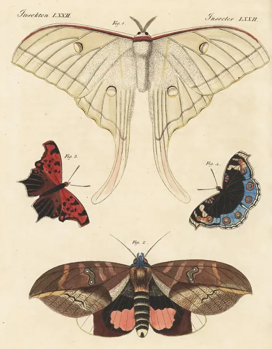 Framed Print : Exotic moths and butterflies Framed Print : Exotic moths and butterflies