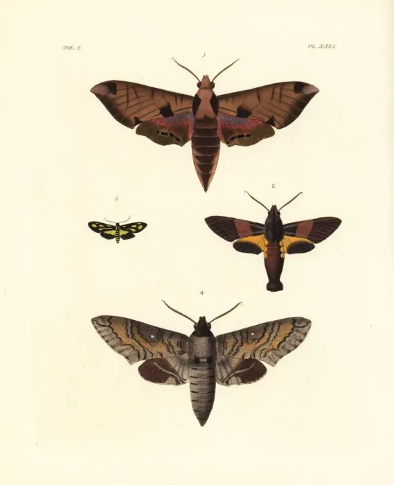 Framed Print : Exotic moths including the achemon sphinx Framed Print : Exotic moths including the achemon sphinx
