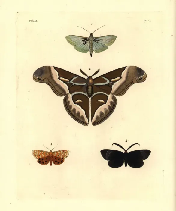 Framed Print : Exotic moths including the ailanthus silkmoth Framed Print : Exotic moths including the ailanthus silkmoth