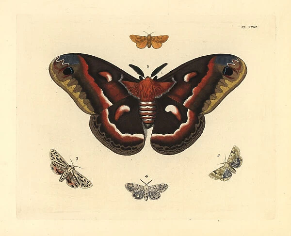 Exotic moths including cecropia
