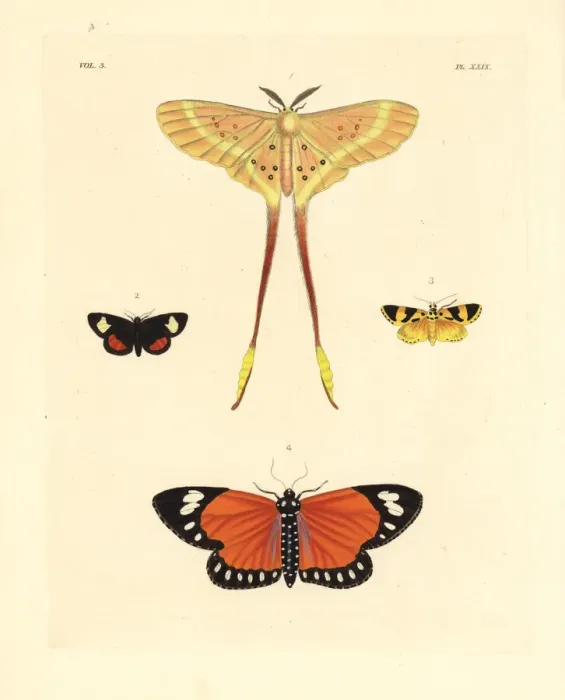 Framed Print : Exotic moths including Eustera brachyura Framed Print : Exotic moths including Eustera brachyura
