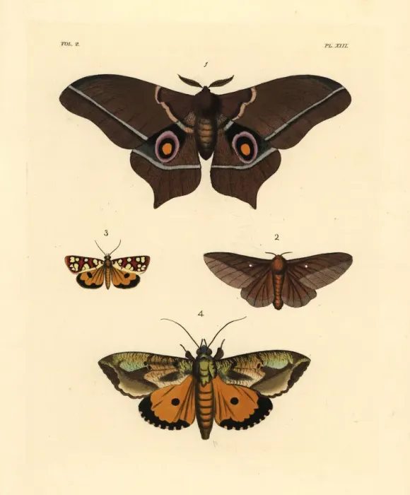 Framed Print : Exotic moths including Imbrasia epimethea Framed Print : Exotic moths including Imbrasia epimethea