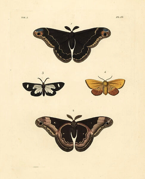 Exotic moths including the promethea silkworm
