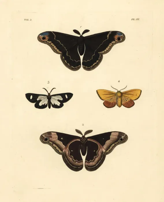 Framed Print : Exotic moths including the promethea silkworm Framed Print : Exotic moths including the promethea silkworm
