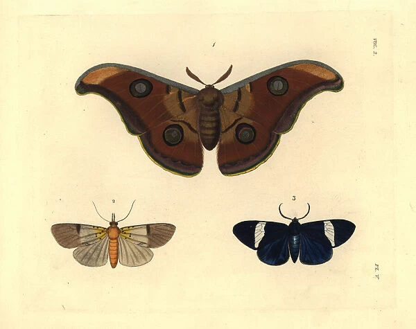 Exotic moths including the tasar silkmoth