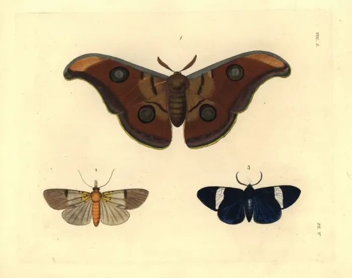 Framed Print : Exotic moths including the tasar silkmoth Framed Print : Exotic moths including the tasar silkmoth