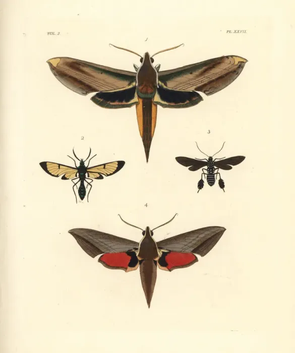 Framed Print : Exotic moths including yam and Levant hawkmoths Framed Print : Exotic moths including yam and Levant hawkmoths