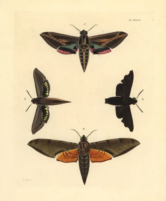 Framed Print : Exotic sphinx moths Framed Print : Exotic sphinx moths