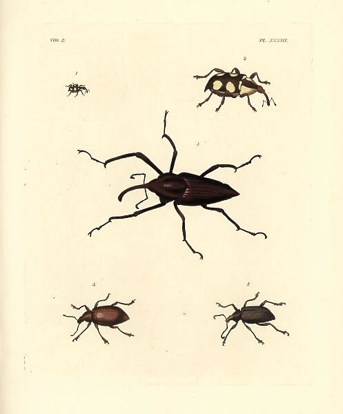 Exotic weevils