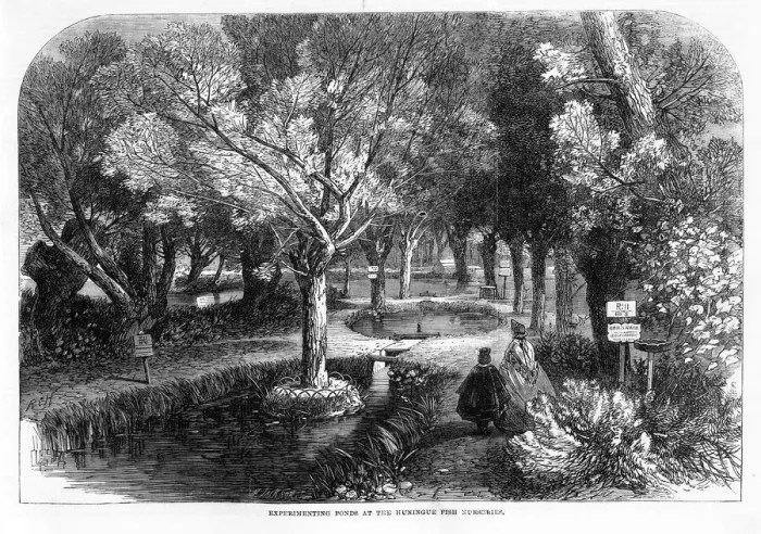 Framed Print : Experimenting Ponds at the Huningue Fish Nurseries Framed Print : Experimenting Ponds at the Huningue Fish Nurseries